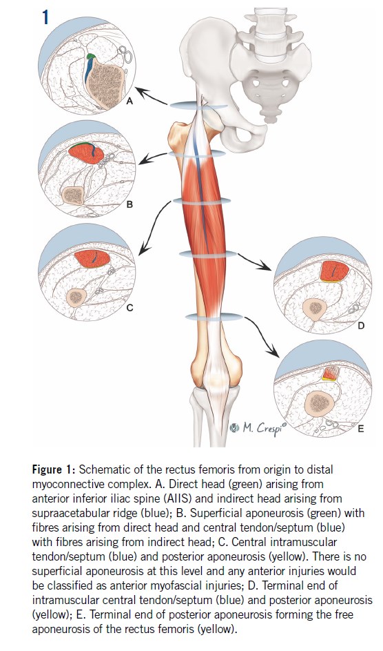 Aspetar Sports Medicine Journal RECTUS FEMORIS